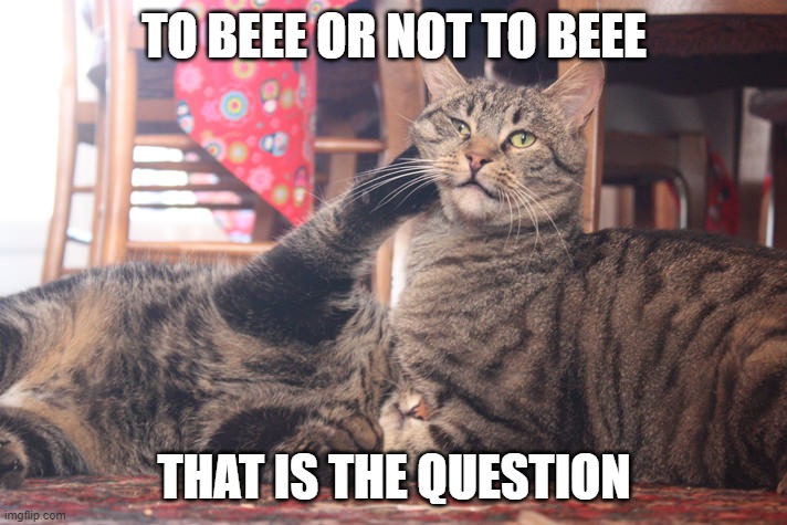 Adult cats play fighting | TO BEEE OR NOT TO BEEE THAT IS THE QUESTION | image tagged in adult cats play fighting | made w/ Imgflip meme maker
