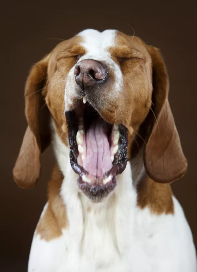 You Bore Me - Yawning Pooch Blank Meme Template