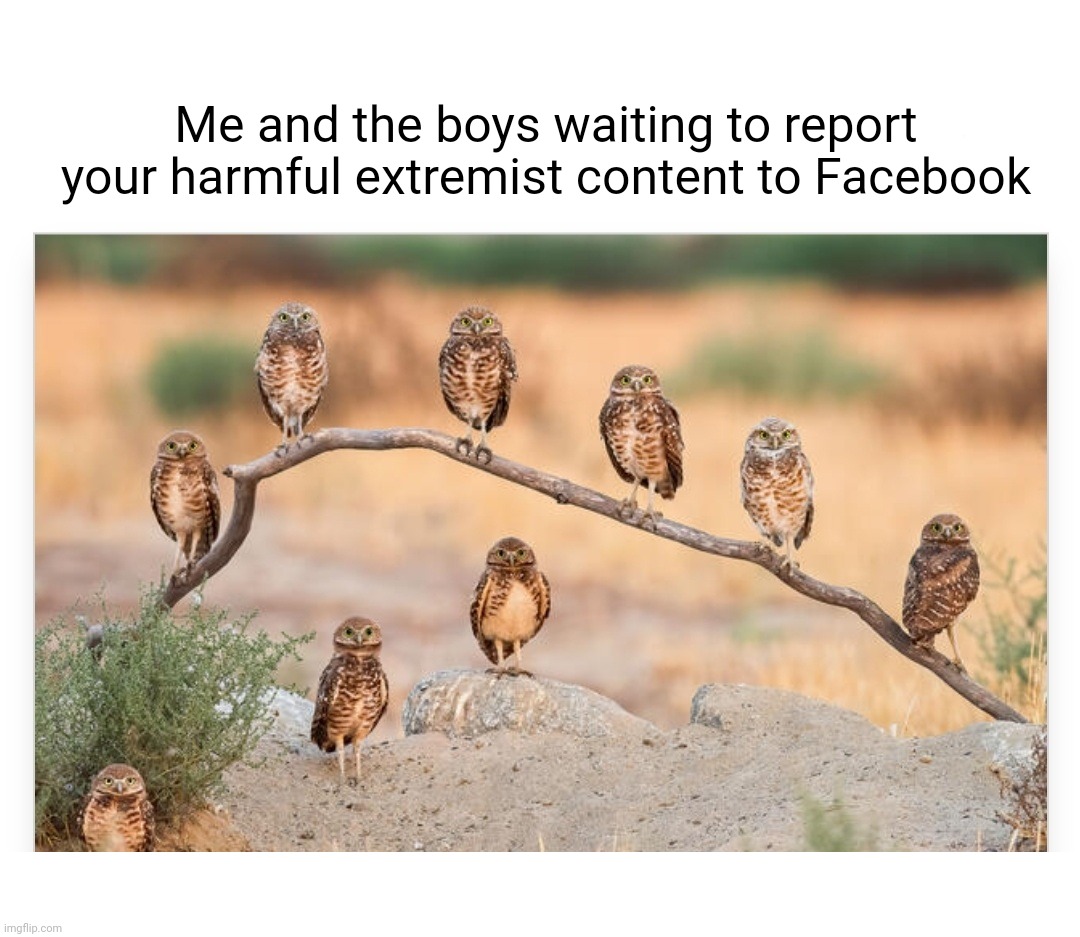 Me and the boys waiting to report your harmful extremist content to Facebook | image tagged in memes,political meme,facebook,extreme,america,satire | made w/ Imgflip meme maker