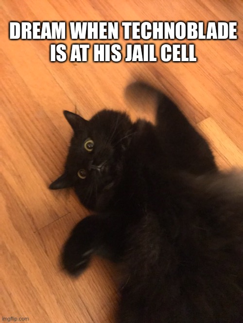 Surprise Dream | DREAM WHEN TECHNOBLADE IS AT HIS JAIL CELL | image tagged in cat,technoblade,dream,gaming | made w/ Imgflip meme maker