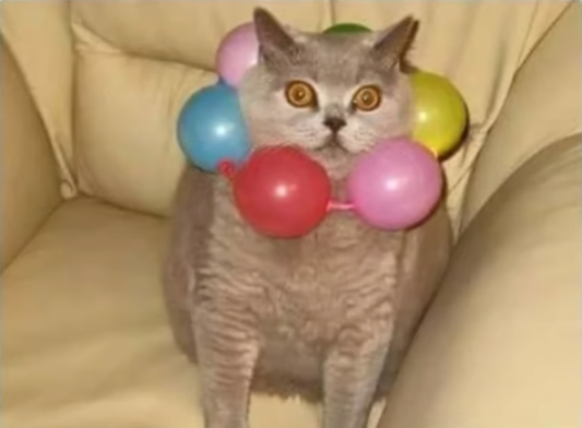 High Quality Balloon Cat Blank Meme Template