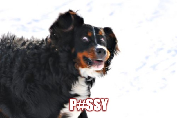 Crazy Dawg Meme | P#SSY | image tagged in memes,crazy dawg | made w/ Imgflip meme maker
