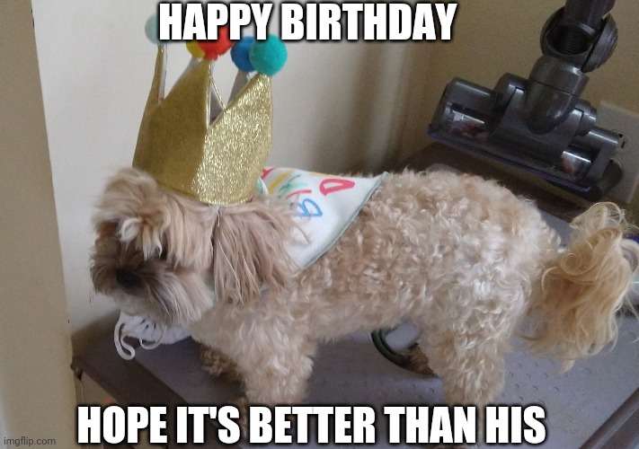 Sad Dog Birthday | HAPPY BIRTHDAY; HOPE IT'S BETTER THAN HIS | image tagged in dogs pets funny,happy birthday | made w/ Imgflip meme maker