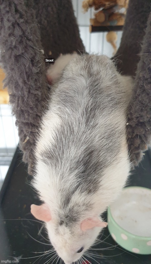 Snoot | made w/ Imgflip meme maker