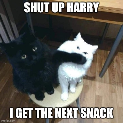 NO SNACKS FOR HARRY | SHUT UP HARRY; I GET THE NEXT SNACK | image tagged in cats,funny cats | made w/ Imgflip meme maker