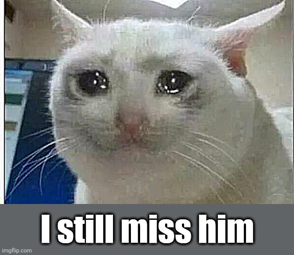 crying cat | I still miss him | image tagged in crying cat | made w/ Imgflip meme maker