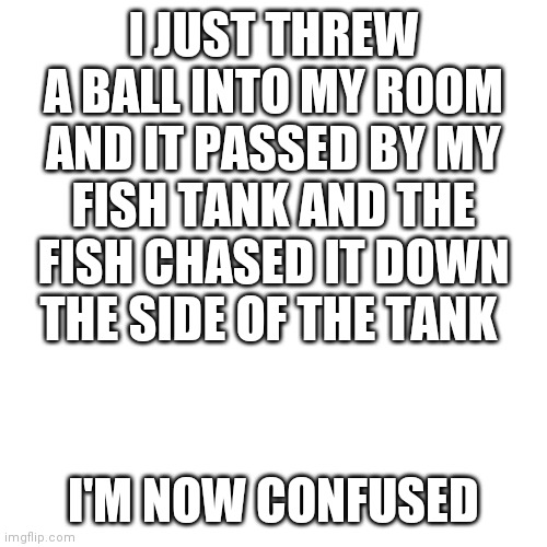 Fish chase ball | I JUST THREW A BALL INTO MY ROOM AND IT PASSED BY MY FISH TANK AND THE FISH CHASED IT DOWN THE SIDE OF THE TANK; I'M NOW CONFUSED | image tagged in memes,blank transparent square | made w/ Imgflip meme maker