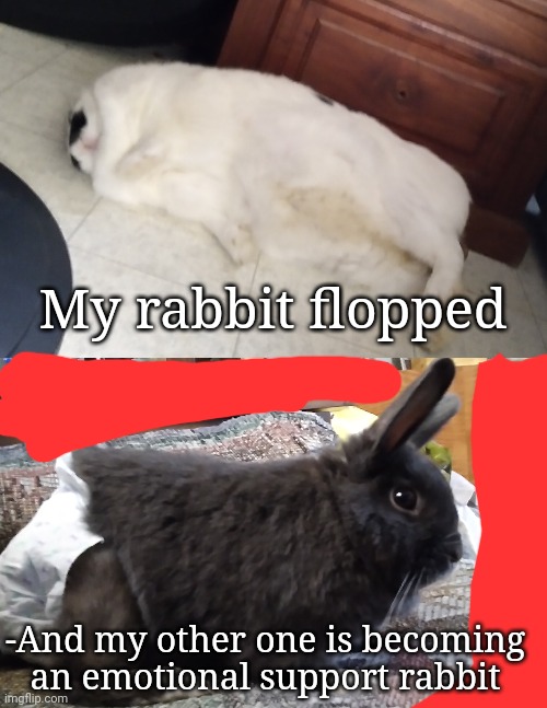 He has a dog diaper on | My rabbit flopped; -And my other one is becoming an emotional support rabbit | made w/ Imgflip meme maker
