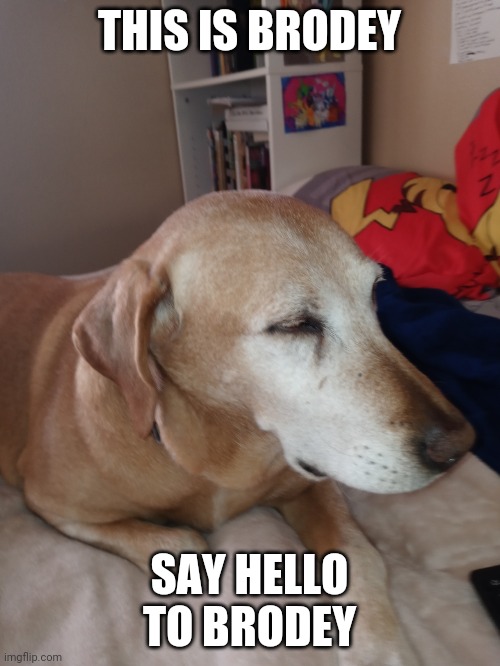 THIS IS BRODEY; SAY HELLO TO BRODEY | made w/ Imgflip meme maker