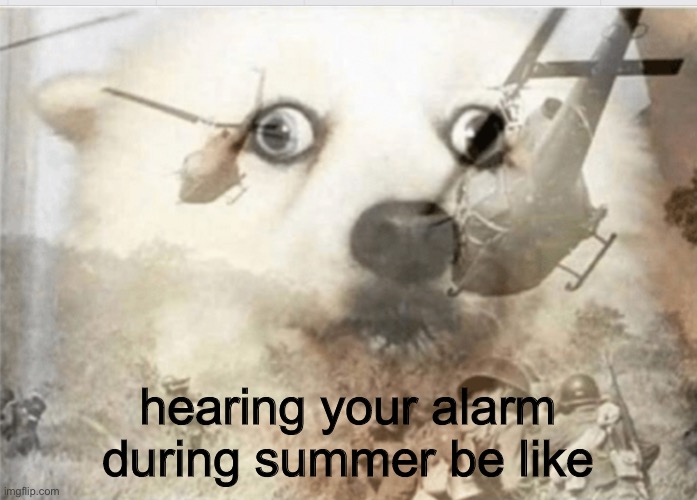 jawn seena | hearing your alarm during summer be like | image tagged in ptsd dog | made w/ Imgflip meme maker