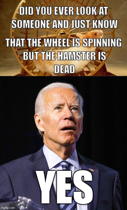 hamster | YES | image tagged in biden | made w/ Imgflip meme maker