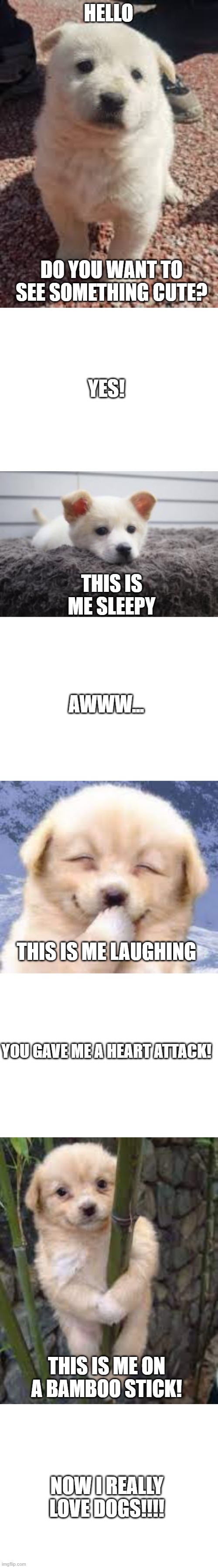 HELLO; DO YOU WANT TO SEE SOMETHING CUTE? YES! THIS IS ME SLEEPY; AWWW... THIS IS ME LAUGHING; YOU GAVE ME A HEART ATTACK! THIS IS ME ON A BAMBOO STICK! NOW I REALLY LOVE DOGS!!!! | image tagged in blank white template | made w/ Imgflip meme maker