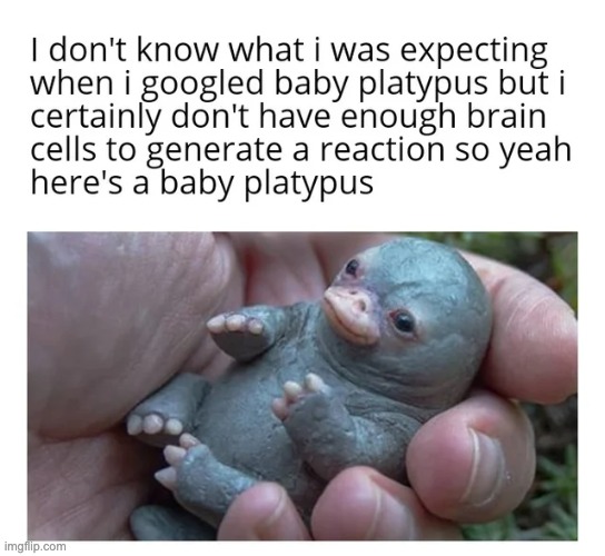 image tagged in baby platipus,lmao | made w/ Imgflip meme maker