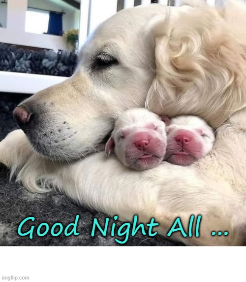 Good Night Puppy Meme