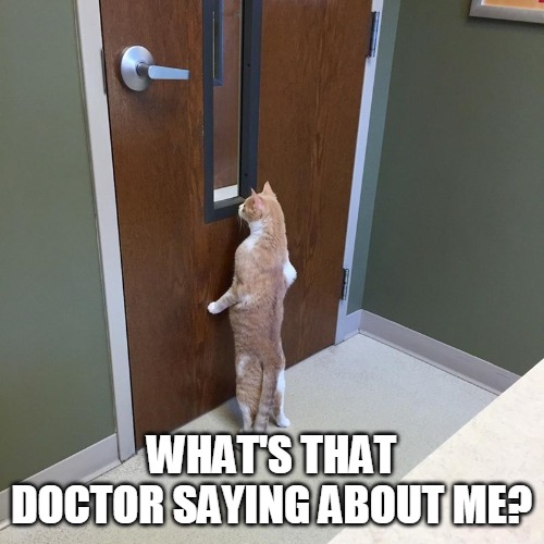 WHAT'S THAT DOCTOR SAYING ABOUT ME? | image tagged in memes,cat,cats,vet,Catmemes | made w/ Imgflip meme maker