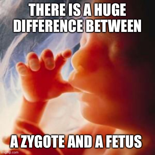 Fetus | THERE IS A HUGE  DIFFERENCE BETWEEN A ZYGOTE AND A FETUS | image tagged in fetus | made w/ Imgflip meme maker