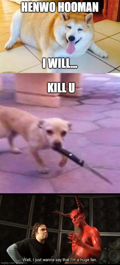 HENWO HOOMAN; I WILL... KILL U | image tagged in thicc doggo | made w/ Imgflip meme maker