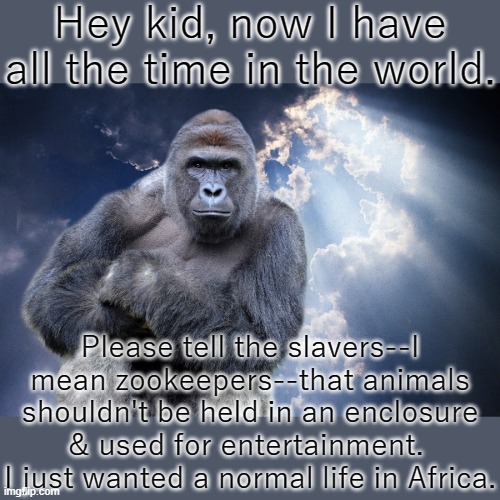 Wisdom from beyond. | Hey kid, now I have all the time in the world. Please tell the slavers--I mean zookeepers--that animals shouldn't be held in an enclosure & used for entertainment.  I just wanted a normal life in Africa. | image tagged in harambe,animal rights,zoo,tragedy | made w/ Imgflip meme maker
