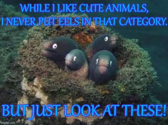 Unexpectedly adorable. | WHILE I LIKE CUTE ANIMALS, I NEVER PUT EELS IN THAT CATEGORY. BUT JUST LOOK AT THESE! | image tagged in 4 eels,cute animals,a surprise to be sure,nest | made w/ Imgflip meme maker