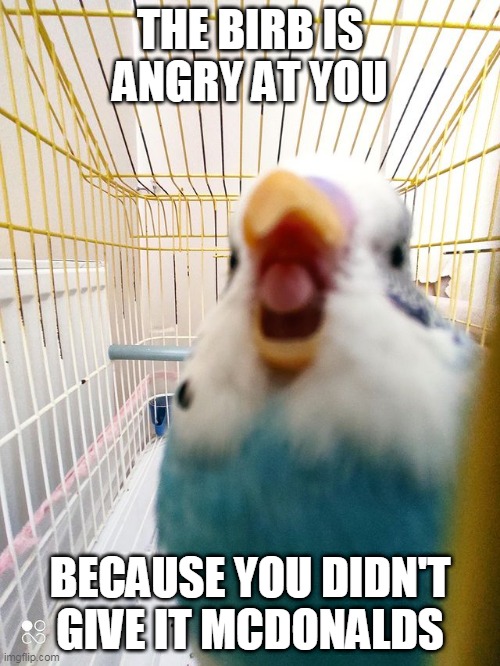 Angy birb |  THE BIRB IS ANGRY AT YOU; BECAUSE YOU DIDN'T GIVE IT MCDONALDS | image tagged in angy birb | made w/ Imgflip meme maker