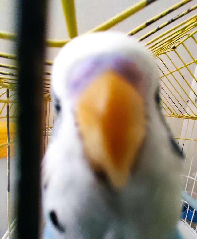 High Quality Birb see you Blank Meme Template