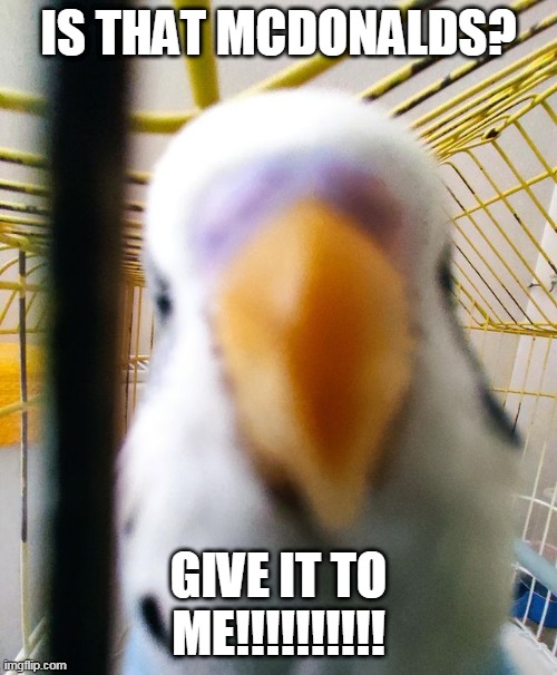  IS THAT MCDONALDS? GIVE IT TO ME!!!!!!!!!! | image tagged in birb see you | made w/ Imgflip meme maker