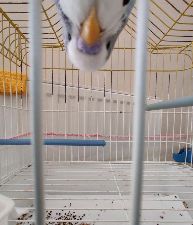 High Quality Upsidedown birb Blank Meme Template