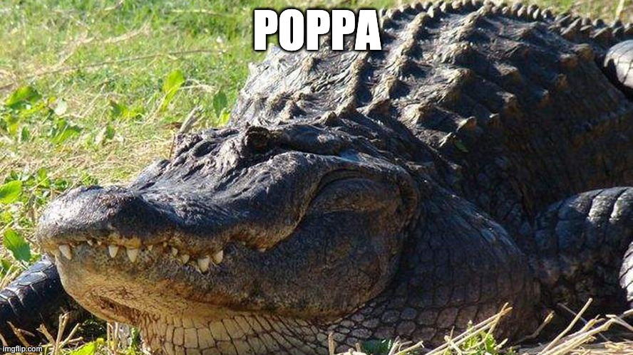 Poppa | POPPA | image tagged in poppa gator | made w/ Imgflip meme maker