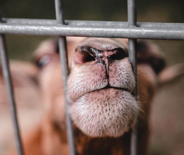 Goat fence Blank Meme Template