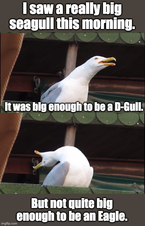 Seagull | I saw a really big seagull this morning. It was big enough to be a D-Gull. But not quite big enough to be an Eagle. | image tagged in inhaling seagull | made w/ Imgflip meme maker