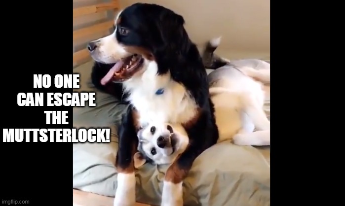 Masterlock... muttsterlock... get it? XD | NO ONE CAN ESCAPE THE MUTTSTERLOCK! | image tagged in wrestling,dogs,lock,eyeroll,bad puns,no escape | made w/ Imgflip meme maker