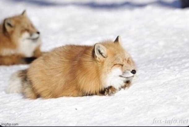 The foxes do be poofy tho | image tagged in foxes | made w/ Imgflip meme maker