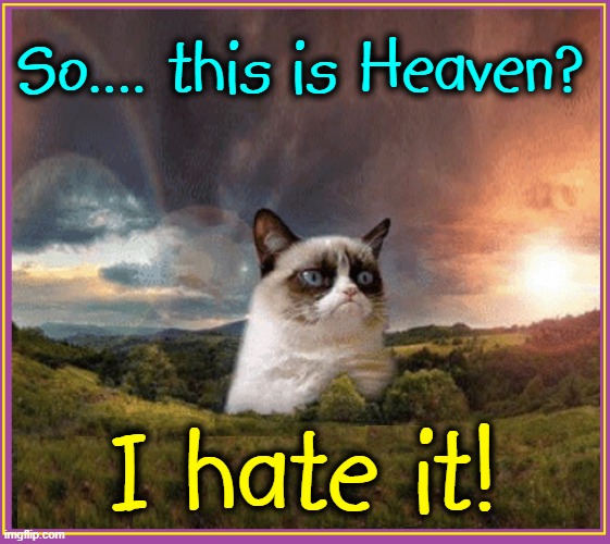 Grumpy Cat: born 4 April 2012 passed 2019 lives forever in our ♥s | So.... this is Heaven? I hate it! | image tagged in vince vance,cats,heaven,grumpy cat,tardar sauce,memes | made w/ Imgflip meme maker