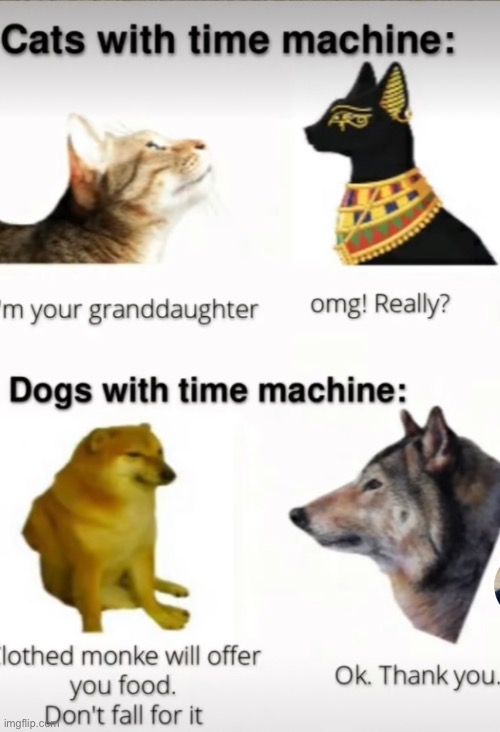A | image tagged in cat,dog,stop reading these tags,or,barney will eat all of your delectable biscuits | made w/ Imgflip meme maker