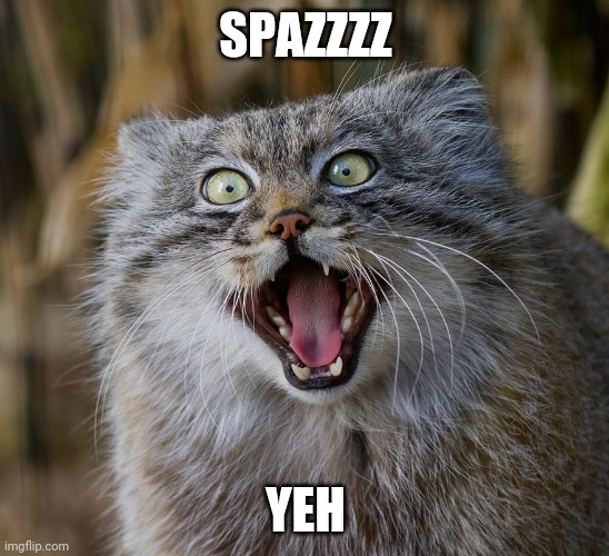 SpazCat | SPAZZZZ YEH | image tagged in spazcat | made w/ Imgflip meme maker
