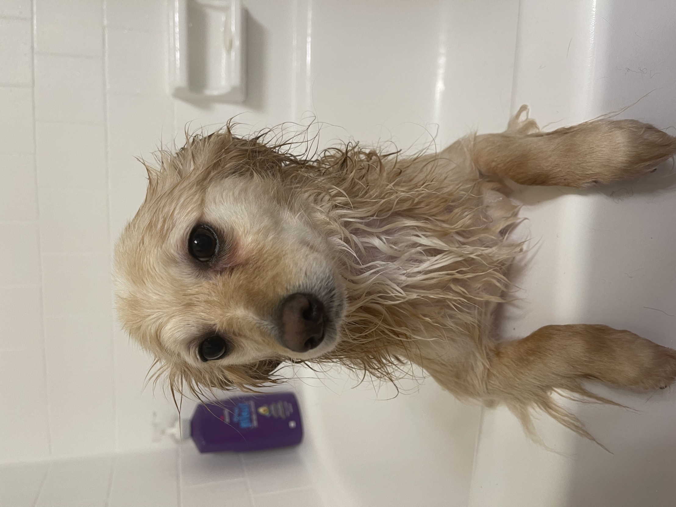 High Quality Bath time Blank Meme Template