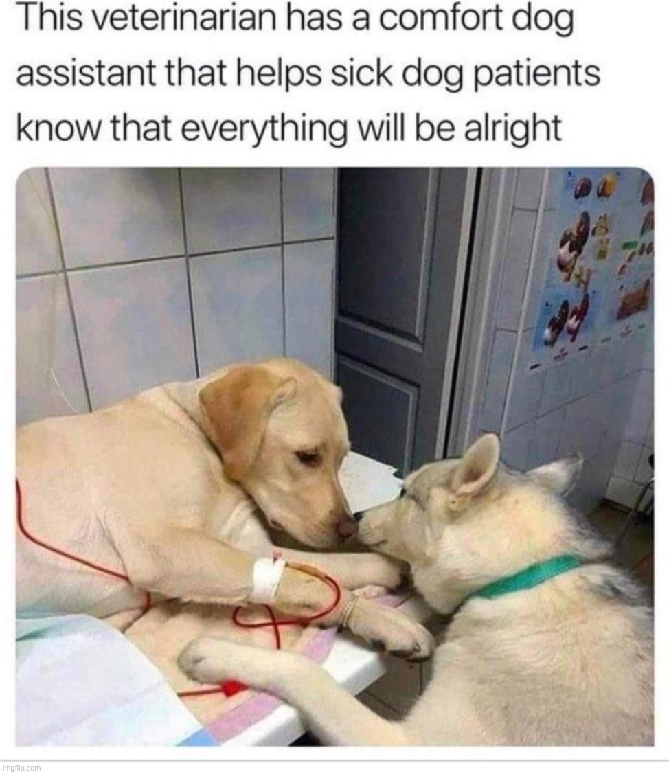 wholesome 100 | image tagged in vet comfort dog,comfort,dogs,dog,repost,veterinarian | made w/ Imgflip meme maker