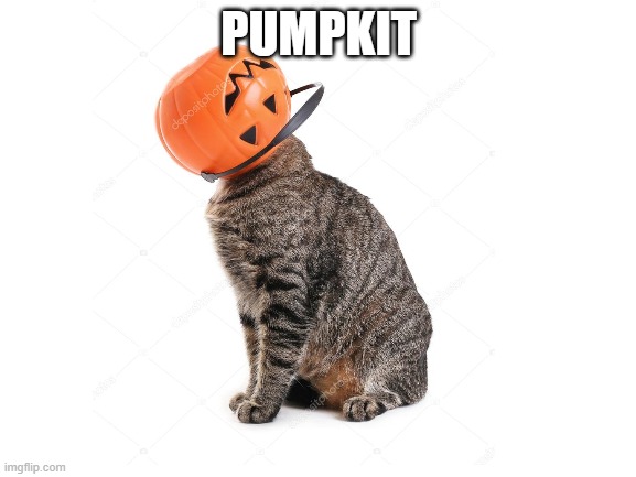 Pumpkit | PUMPKIT | image tagged in pumpkin,pumpkins,cat,cat meme,cat memes,cats | made w/ Imgflip meme maker