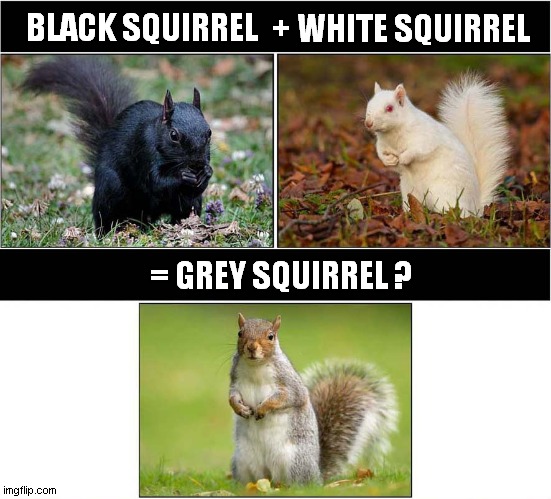 Where Do Grey Squirrels Come From ? | + WHITE SQUIRREL; BLACK SQUIRREL; = GREY SQUIRREL ? | image tagged in squirrels,colours,not true | made w/ Imgflip meme maker