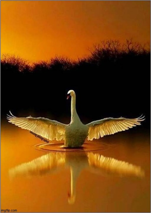 By Dawns Early Light | image tagged in swan,light | made w/ Imgflip meme maker