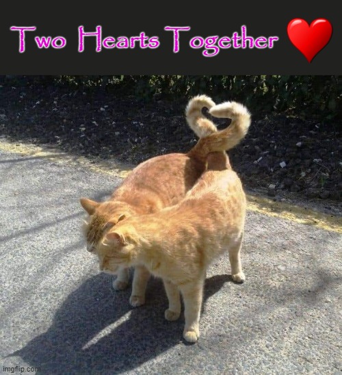 Two Hearts together |  Two  Hearts Together | image tagged in i love cats | made w/ Imgflip meme maker