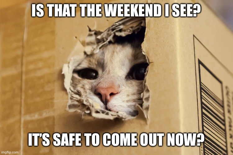 Is it the weekend Meow? | IS THAT THE WEEKEND I SEE? IT’S SAFE TO COME OUT NOW? | image tagged in funny,weekend,cat | made w/ Imgflip meme maker
