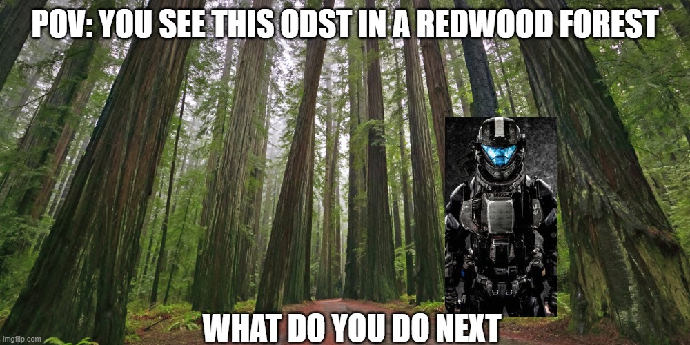 Redwood forest | POV: YOU SEE THIS ODST IN A REDWOOD FOREST; WHAT DO YOU DO NEXT | image tagged in redwood forest | made w/ Imgflip meme maker