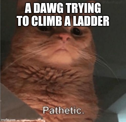 Pathetic Cat | A DAWG TRYING TO CLIMB A LADDER | image tagged in pathetic cat | made w/ Imgflip meme maker