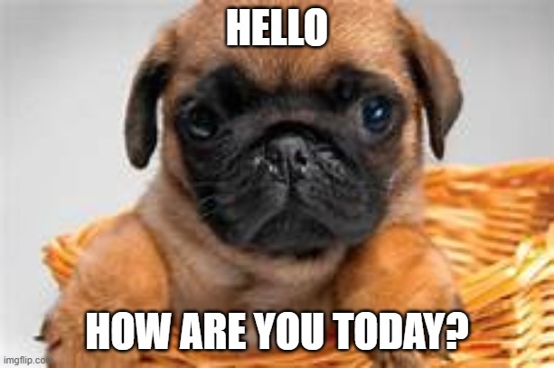 PUGS | HELLO; HOW ARE YOU TODAY? | image tagged in cute puppies | made w/ Imgflip meme maker