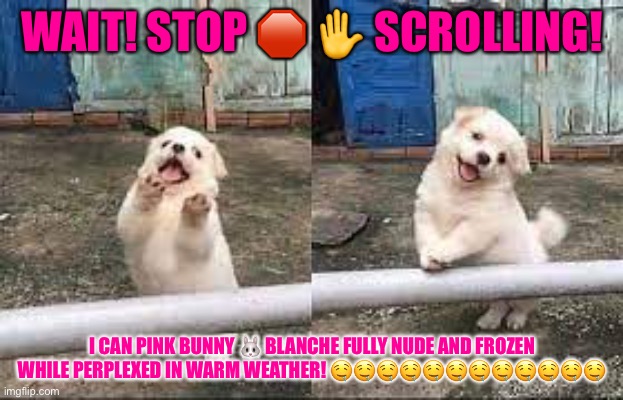 Wait! Stop scrolling! | WAIT! STOP 🛑 ✋ SCROLLING! I CAN PINK BUNNY 🐰 BLANCHE FULLY NUDE AND FROZEN WHILE PERPLEXED IN WARM WEATHER! 🤤🤤🤤🤤🤤🤤🤤🤤🤤🤤🤤🤤 | image tagged in wait stop scrolling | made w/ Imgflip meme maker