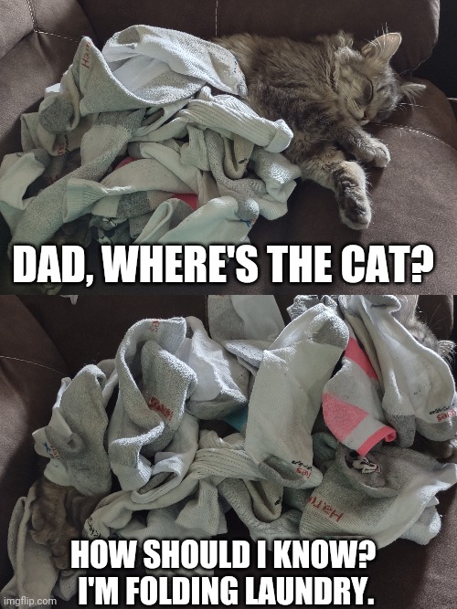 #sock; #cat; #dad | DAD, WHERE'S THE CAT? HOW SHOULD I KNOW?
 I'M FOLDING LAUNDRY. | image tagged in cats,dad,dad joke | made w/ Imgflip meme maker