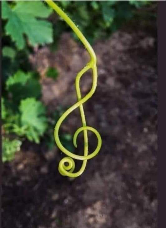 High Quality Greenmusic Blank Meme Template