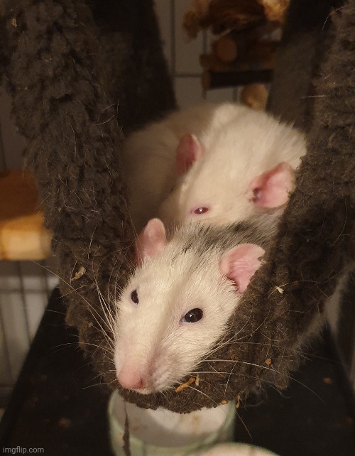 Rat picture dump is over. | made w/ Imgflip meme maker