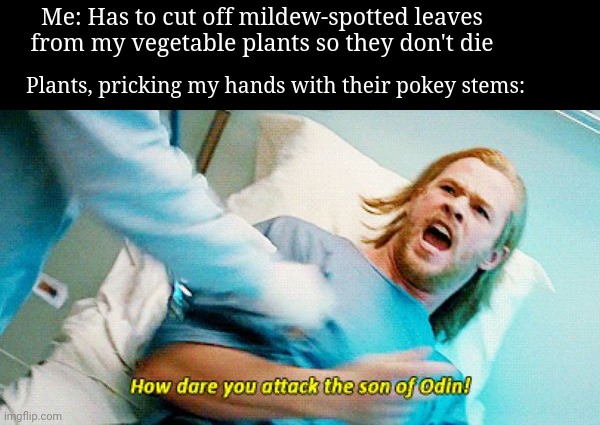 Vegetable Mildew | Me: Has to cut off mildew-spotted leaves from my vegetable plants so they don't die; Plants, pricking my hands with their pokey stems: | image tagged in how dare you attack the son of odin,gardening | made w/ Imgflip meme maker